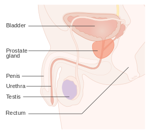 prostate diagrame