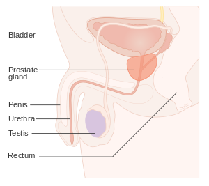 La Taille importe lorsqu'il s'agit de votre prostate | Soins à ...