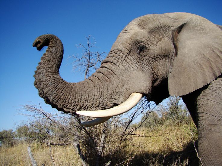 éléphant tête