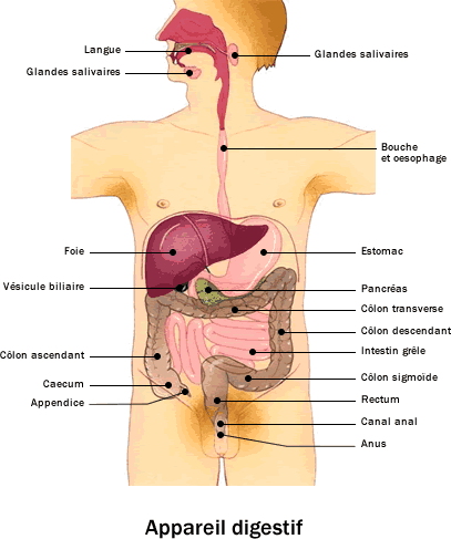 La Constipation chez les ainés | Soins à Domicile Montréal