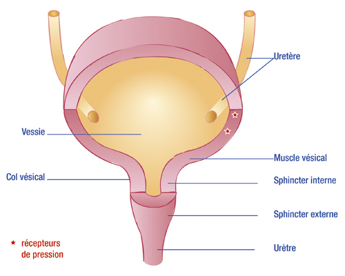 Traitement de l'incontinence urinaire chez l'homme